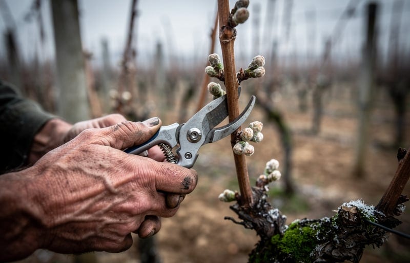 Nicolas Suteau : le vigneron des marches de Bretagne