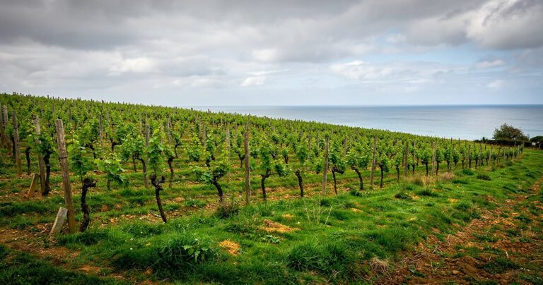 Vignoble nature sur les collines verdoyantes de Bretagne