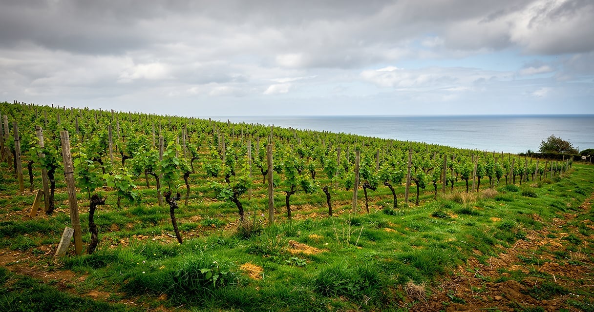 Vignoble nature sur les collines verdoyantes de Bretagne